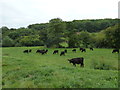 ST7460 : Cows as seen from the Limestone Link by Basher Eyre