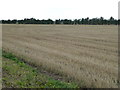 TL2394 : Stubble field on Richer's Drove, Whittlesey by Richard Humphrey