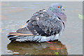 J3675 : Feral pigeon, Victoria Park, Belfast (2) by Albert Bridge