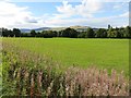 Grassland beside the Devon