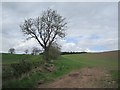 Arable land near Strathallan