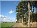 Bridleway and Burton Woods