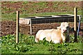 Mid Devon : Meadow Farm Bull