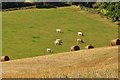 Mid Devon : Grassy Hillside