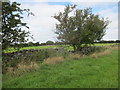 Field edge boundary on limestone plateau