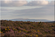 SO1450 : Moorland near Cregrina, Powys by Christine Matthews