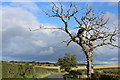 Minor Road & Dead Tree, east of Paddocklaw