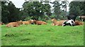 SE0754 : Contented cows - Bolton Abbey Estate by Betty Longbottom
