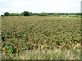 Potato crop east of Edgefield