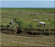 TF3638 : Cattle grazing the salt marsh at Frampton Marsh by Mat Fascione