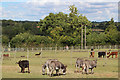 TQ7531 : Donkeys at Lightfoot Alpacas by Oast House Archive