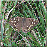 TQ7296 : Speckled Wood butterfly (Pararge aegeria), Crowsheath Community Woodland, Downham by Roger Jones