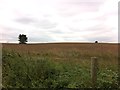 Farmland near Northampton