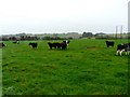 W5978 : 2 Aberdeen Angus 1 Limousin Bulls plus cows by derek menzies