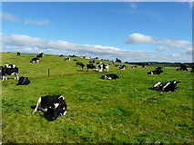 W4142 : Cows in field by derek menzies