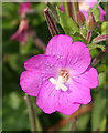 Great Willowherb (Epilobium hirsutum)