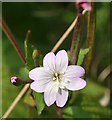 Willowherb (Epilobium sp)