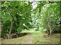 Woodland at the edge of Jenny