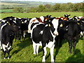 W9090 : Heifers in the field by derek menzies