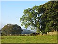 Field corner, Whitchester