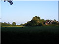 Peacocks grazing on the Church Land Trust field