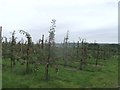 TQ6631 : Apple orchard, Chesson's Farm by David Anstiss