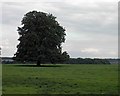 SE5006 : Tree in Brodsworth Park by Steve  Fareham