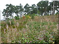 Gatherley Moor Quarry Plantation