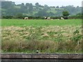 Cattle alongside South Sebastopol moorings