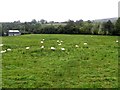 Sheep in a field, Drumscra