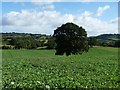 Tree in an arable field, south of Granary Farm