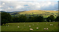 Field with sheep near Plas Madog