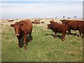 SS7237 : Ruby red Devon cattle, North Twitchen by Roger Cornfoot