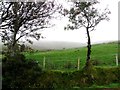 Trees, Clogherny Glebe