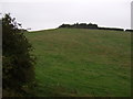 Grazing, Cudworth Common