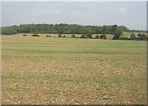 SU5552 : Fields on Summer Down by Mr Ignavy