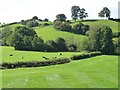 Cattle in the valley of Sor Brook