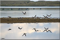 HP6208 : Greylag Geese over the voe at Baltasound by Mike Pennington
