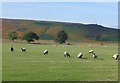 Sheep in pasture beside Eglingham Burn