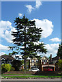 Conifer, Beckenham Place Park