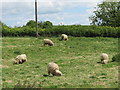 Lincoln  Longwool  Sheep  Woolsthorpe  Manor