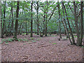 Stoneymore Wood, Writtle Forest