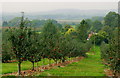 Young cider apple orchard