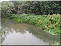 River Mole from Downside Bridge