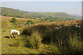 Sheep near Tyn-y-celyn