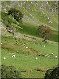 SN8056 : Grazing in Cwm Tywi, Powys by Roger  D Kidd