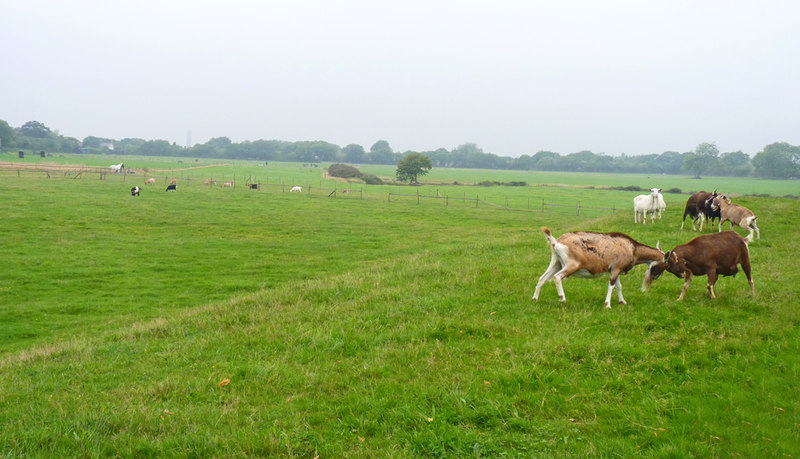 Goat Field © Mike Smith cc-by-sa/2.0 :: Geograph Britain and Ireland