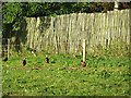 Pheasants, Whitchester