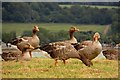 SP4305 : Greylag geese by Farmoor Reservoir by Steve Daniels