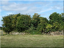 SY5198 : North Poorton: remains of the old church by Basher Eyre